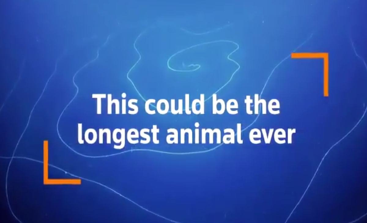 Longest Animal ever: 150 Feet animal discovered in Australia's deep water