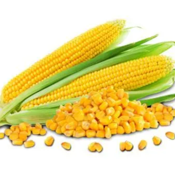 Yellow Corn