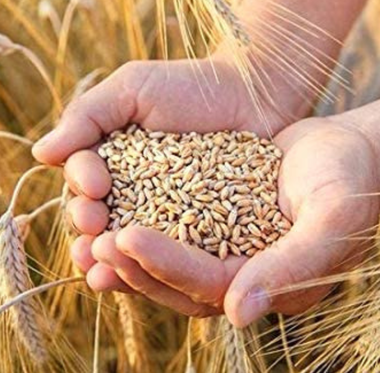 Wheat