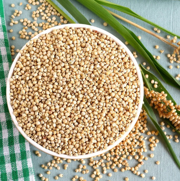 Sorghum (Jowar)