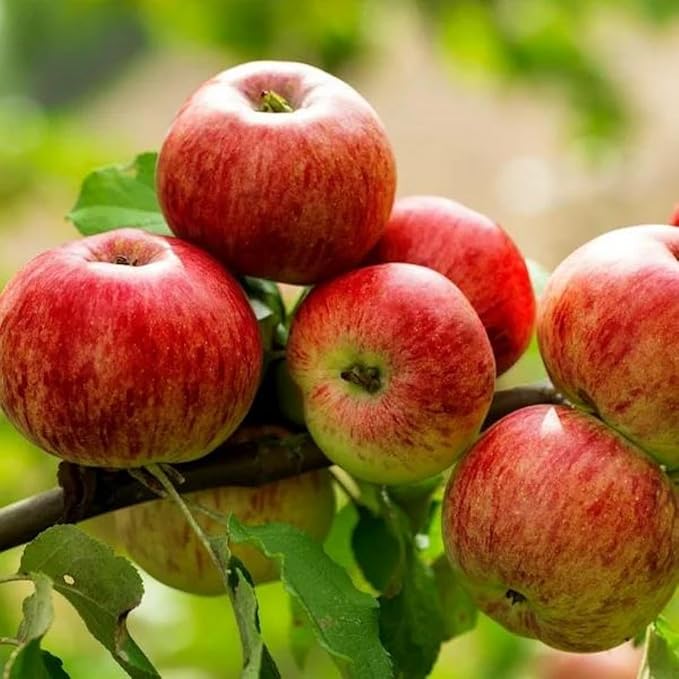 Apples (Himachal, Kashmir)
