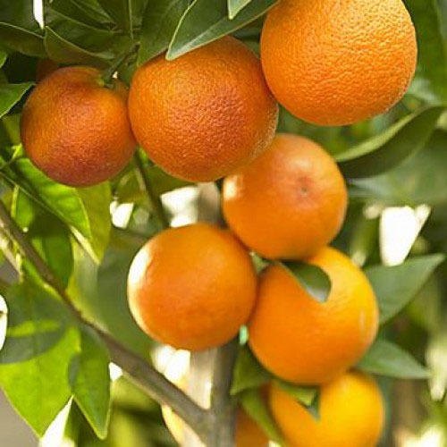  Oranges (Nagpur / Kinnow)