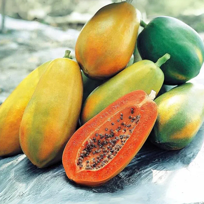 Papaya (Red Lady Taiwan 786)