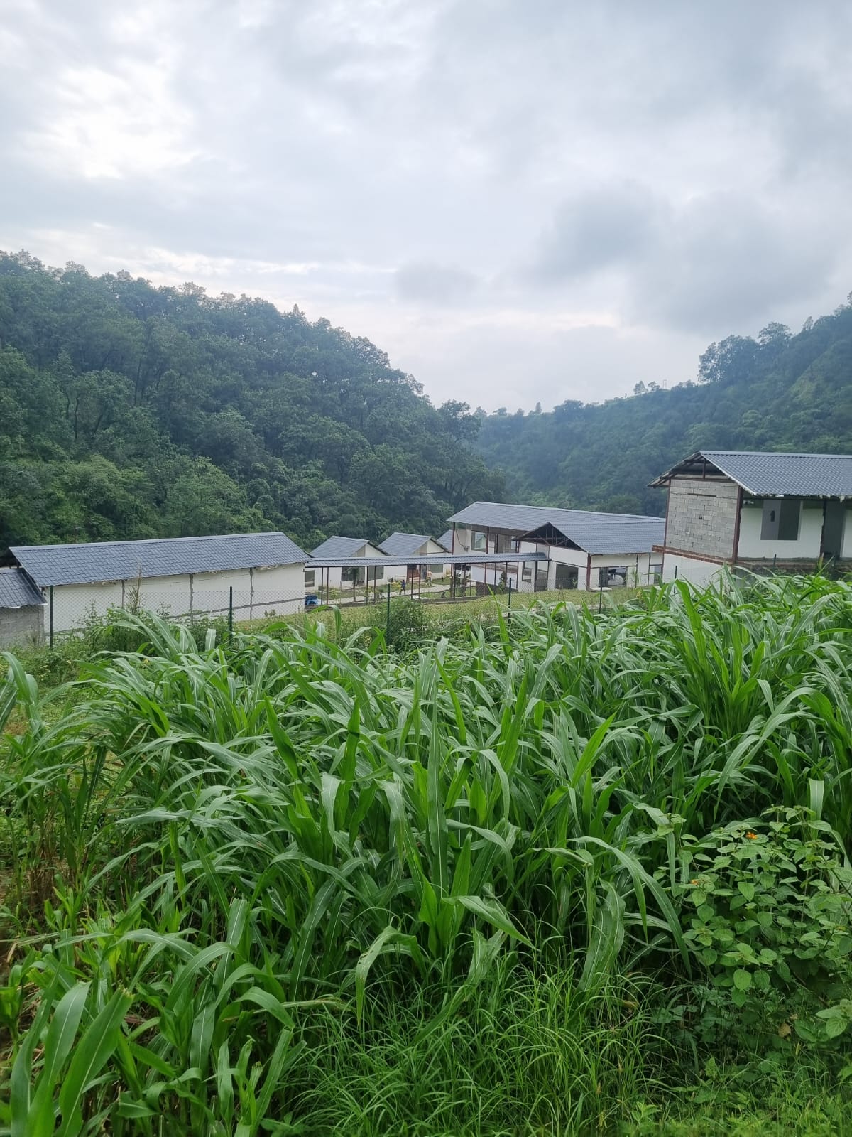 360° Mountain & Forest Views