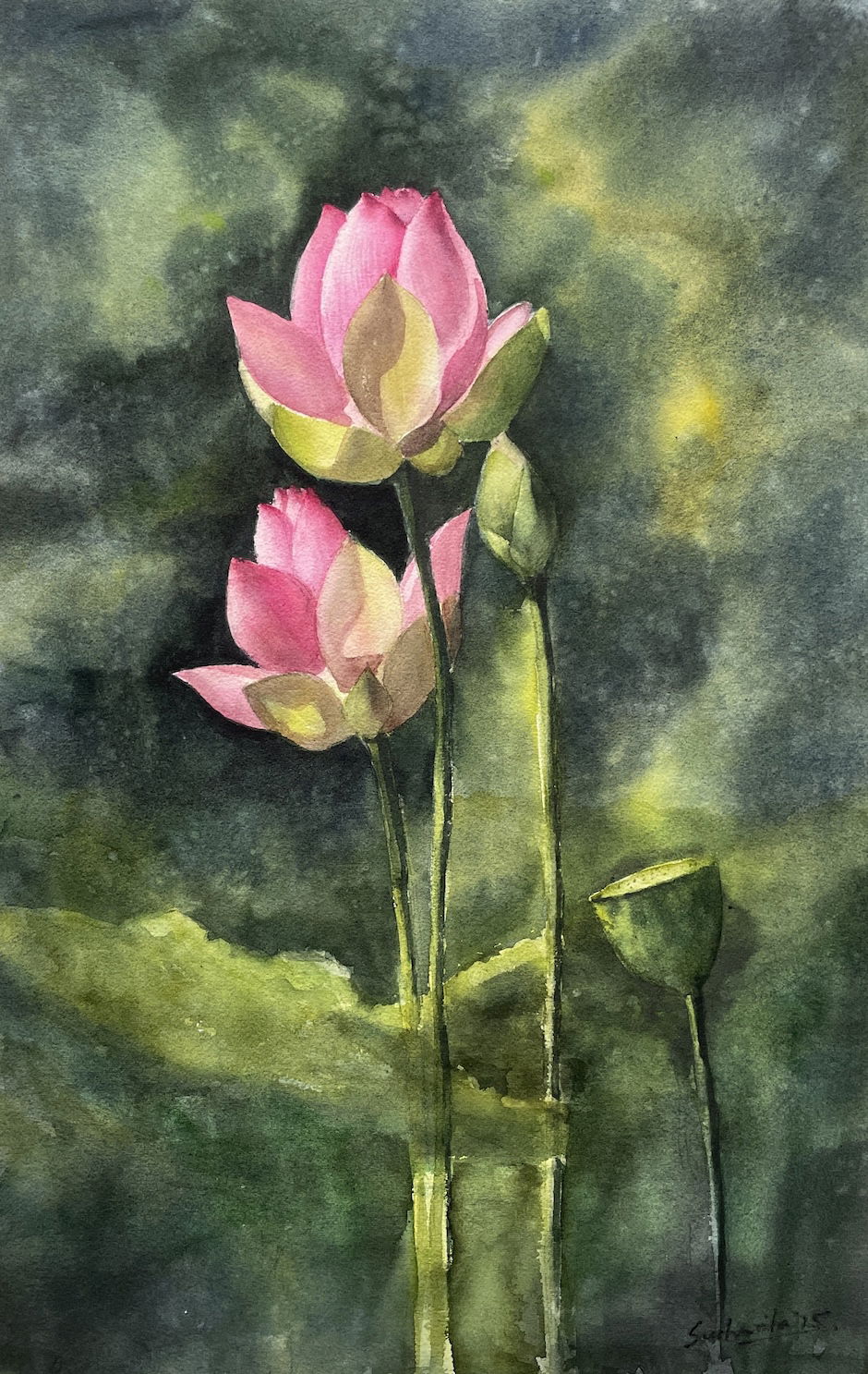 Light Pink Lotuses Image