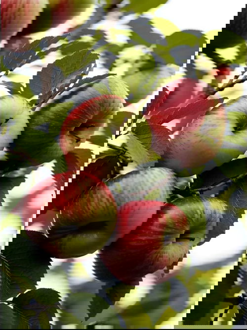 APPLE Image