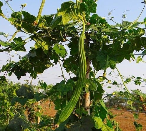 SPONGEGOURD / NENUA  Image