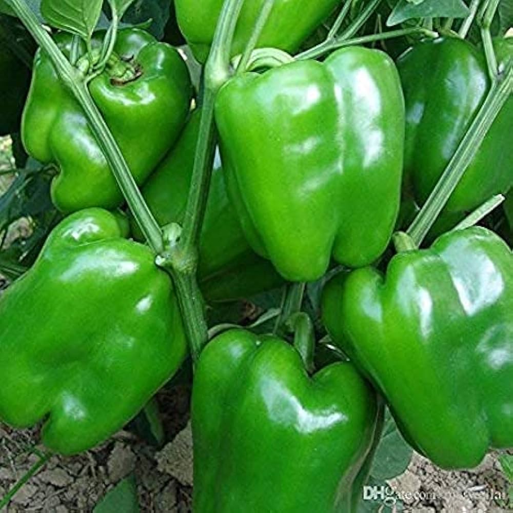 Shimla Mirch (Capsicum) Image