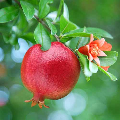 POMEGRANATE Image