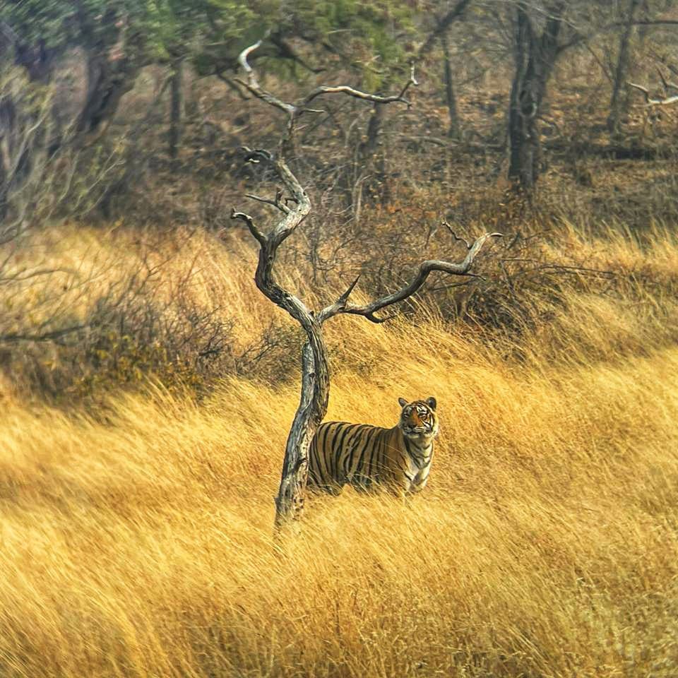 WhatsApp Image 2025-11-28 at 10