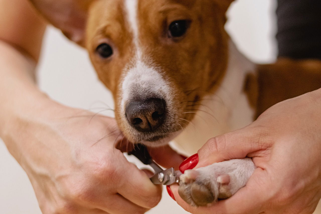 nail-clipping-6926857_1280