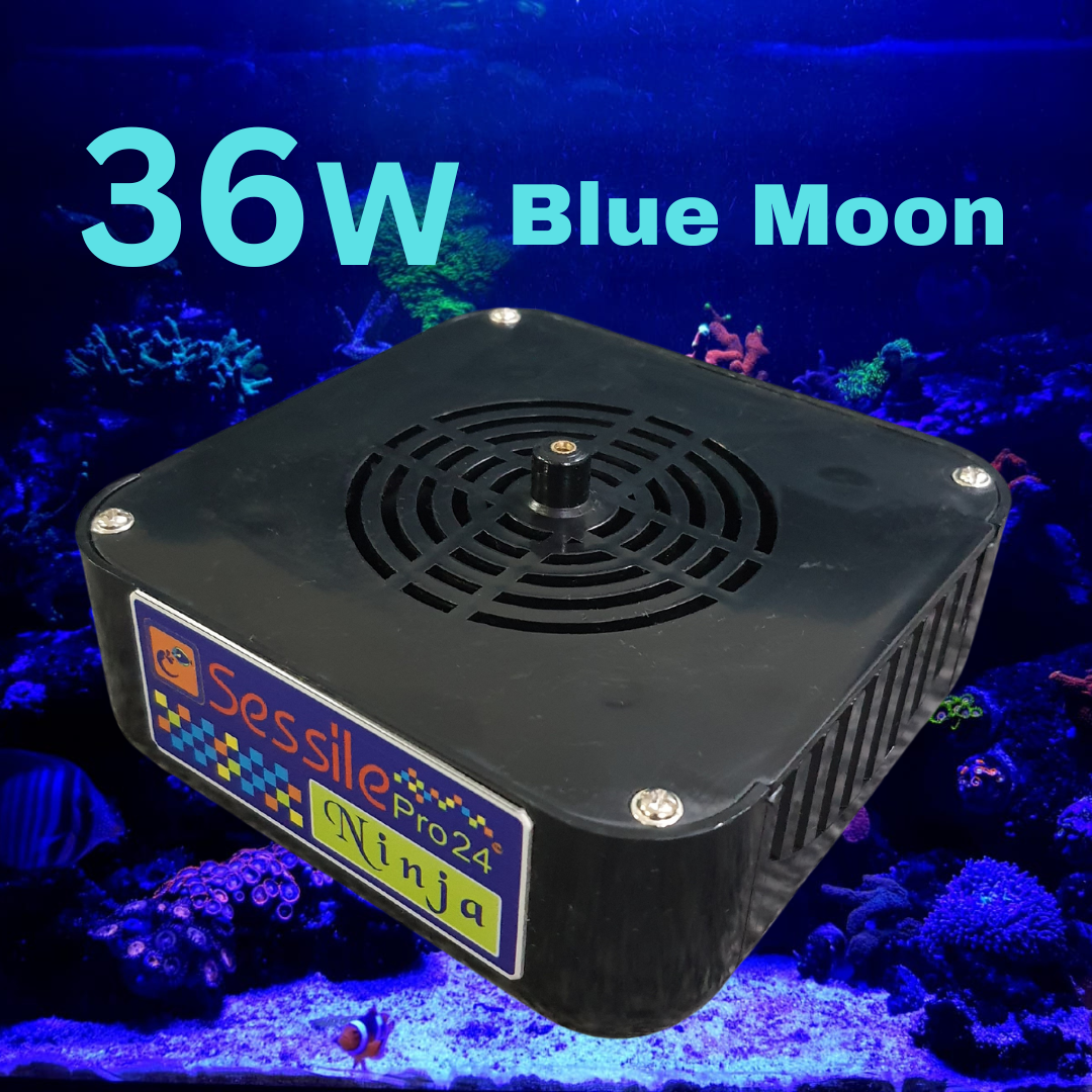 NINJA - Blue Moon-36W Image 