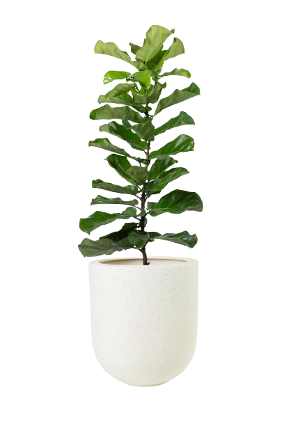Cloud Farm Areca Image