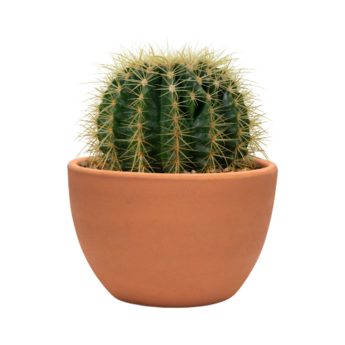 Crassula Jade plant Image