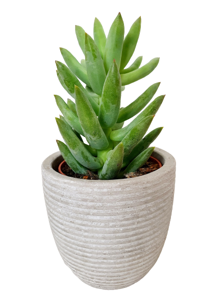 Ceramic Little Leggy Planter Image