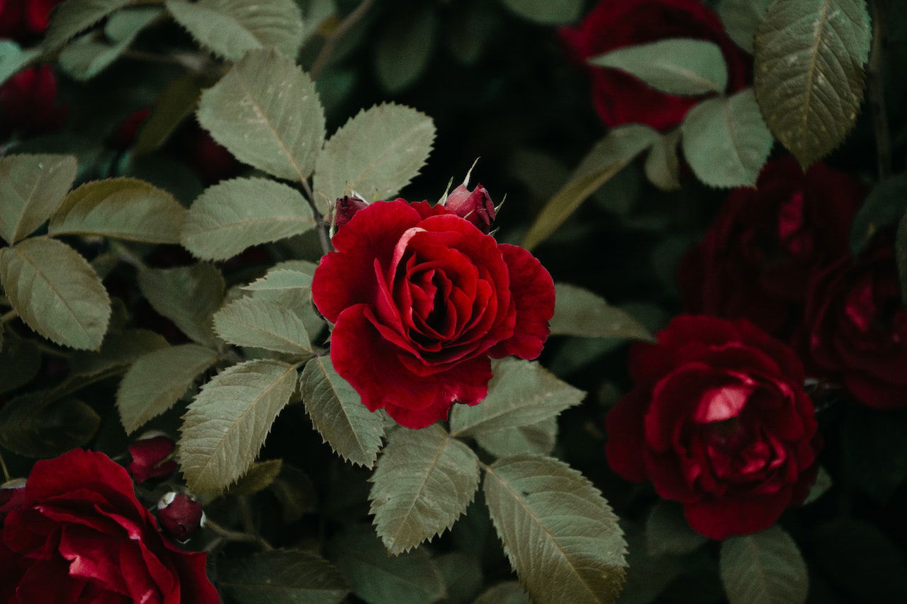 The Art Of Real Pressed Flowers