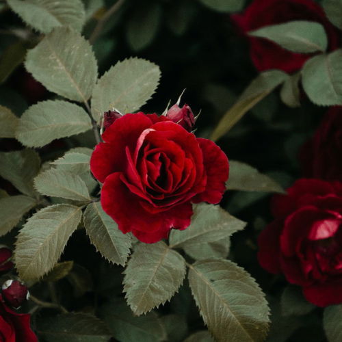 The Art Of Real Pressed Flowers Image