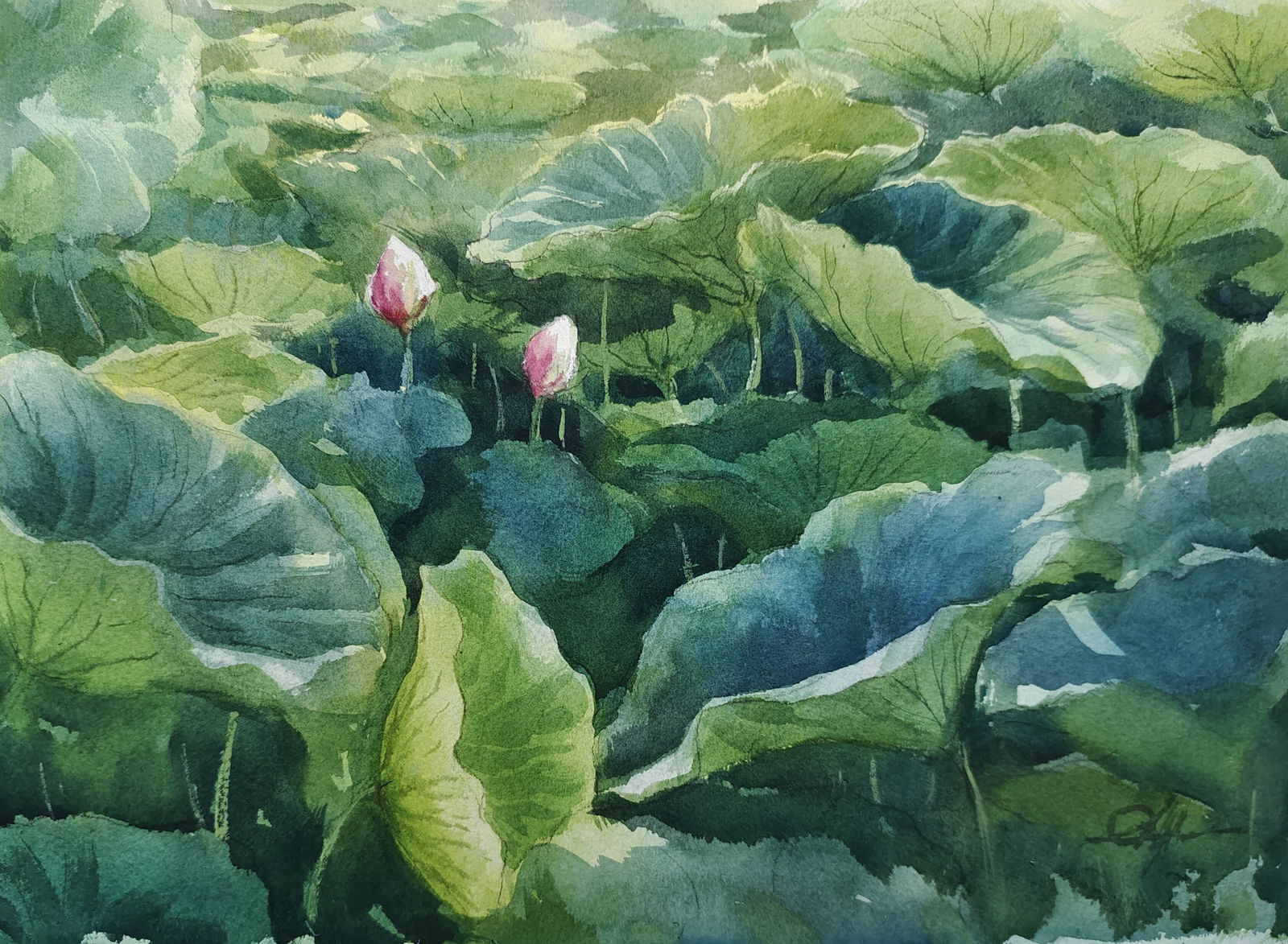 Lotus Pond Image