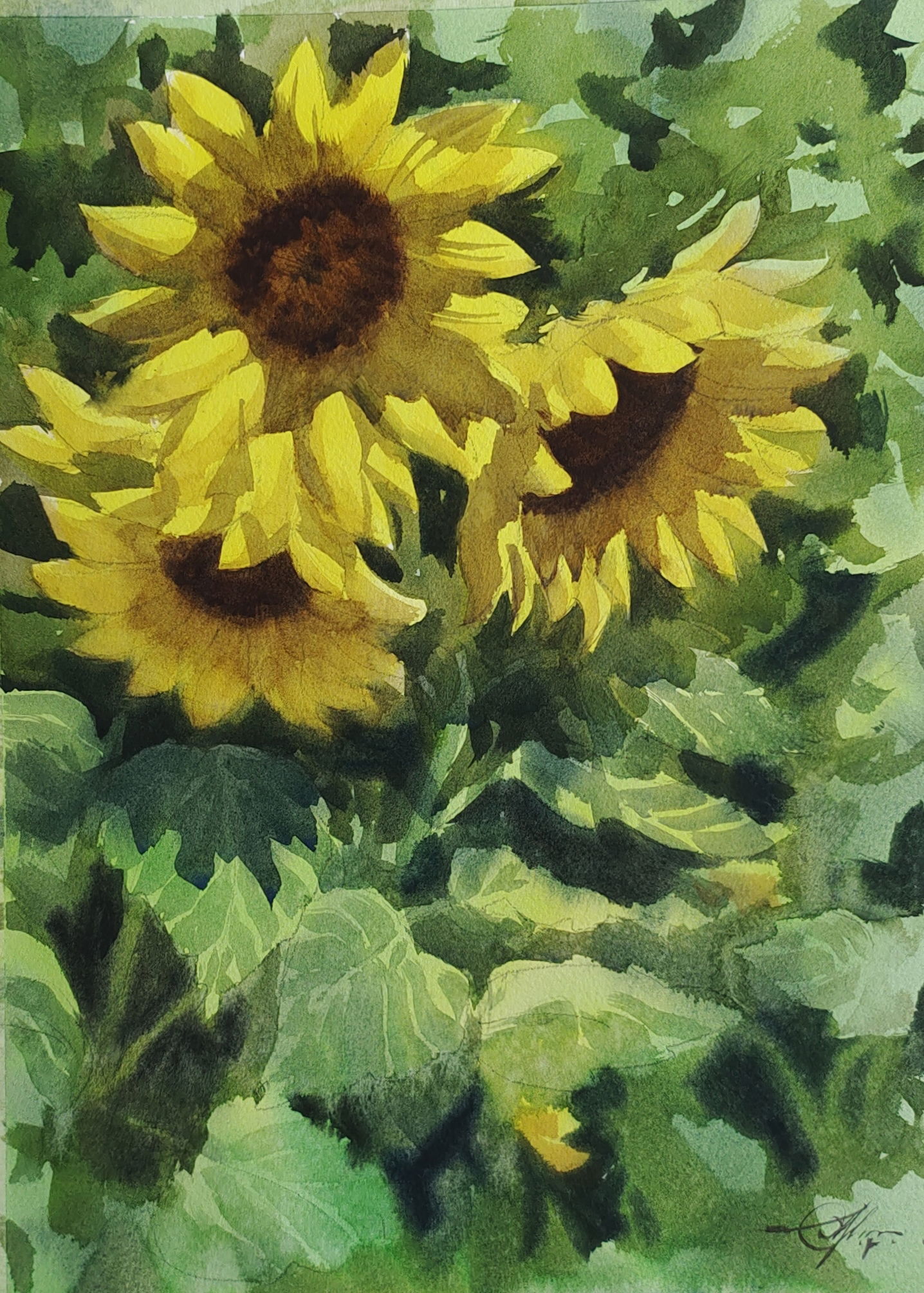 Watercolor Sun Flowers  Image