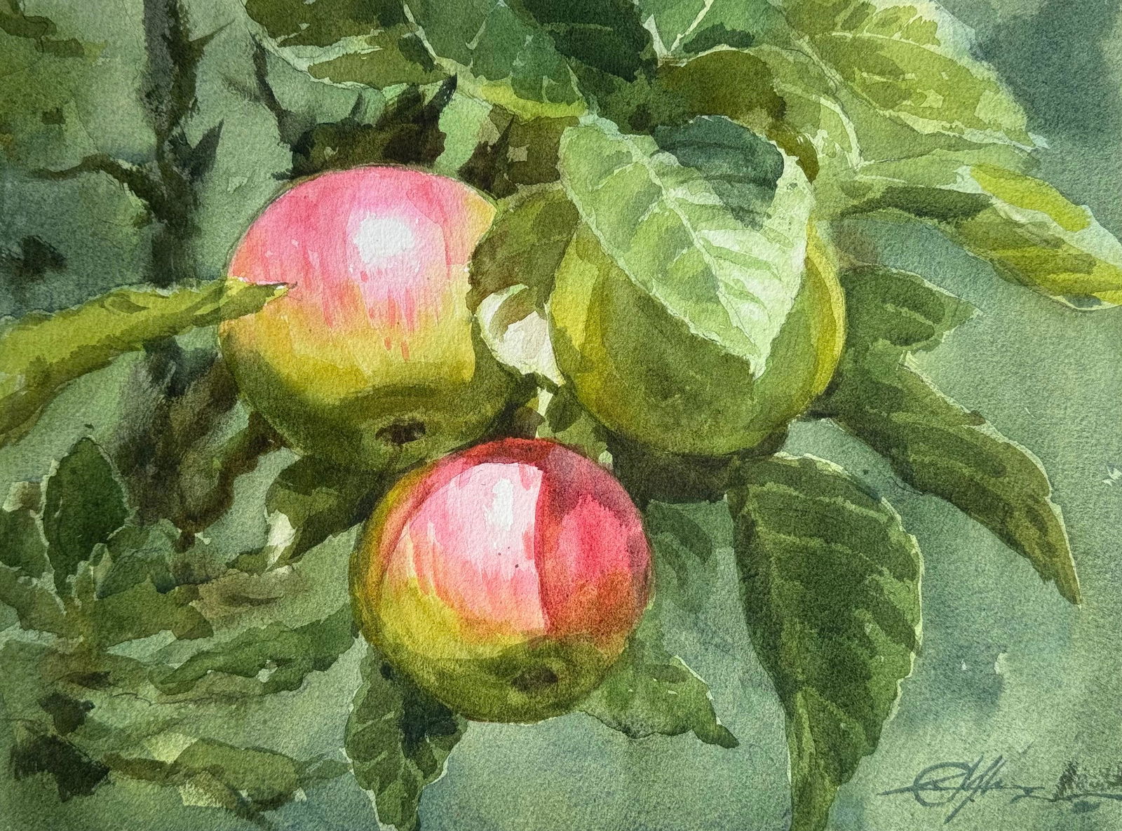 Watercolor Apple Painting / Botanical Painting Image