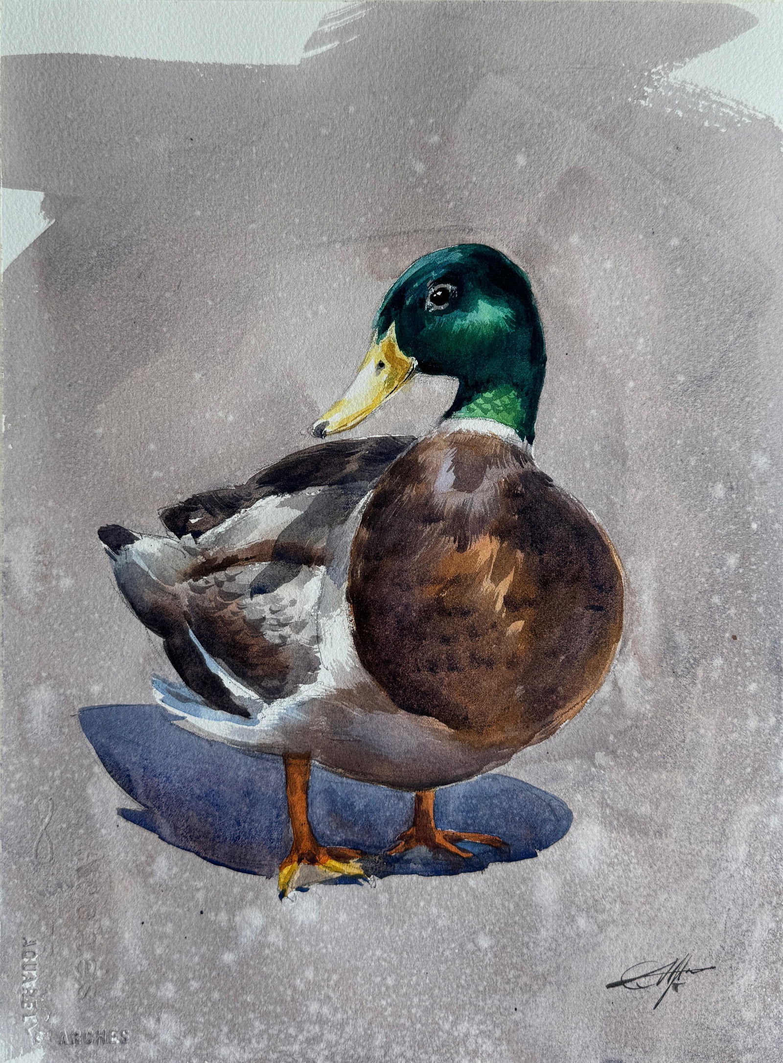 Duck watercolour Painting 15x11 inch  Image