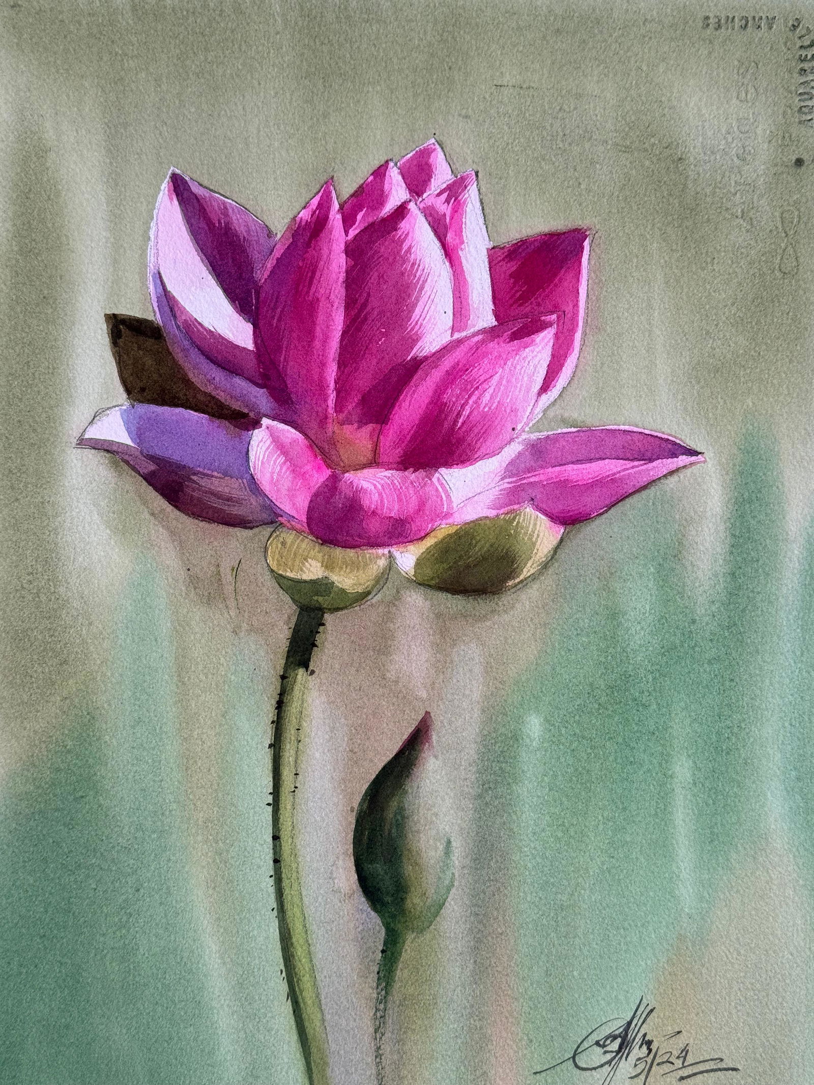 Watercolor Flowers Painting For House Office,Drawing Room,Dinning Hall,Kitchen /  Pink Lotus 15x11inch   Image