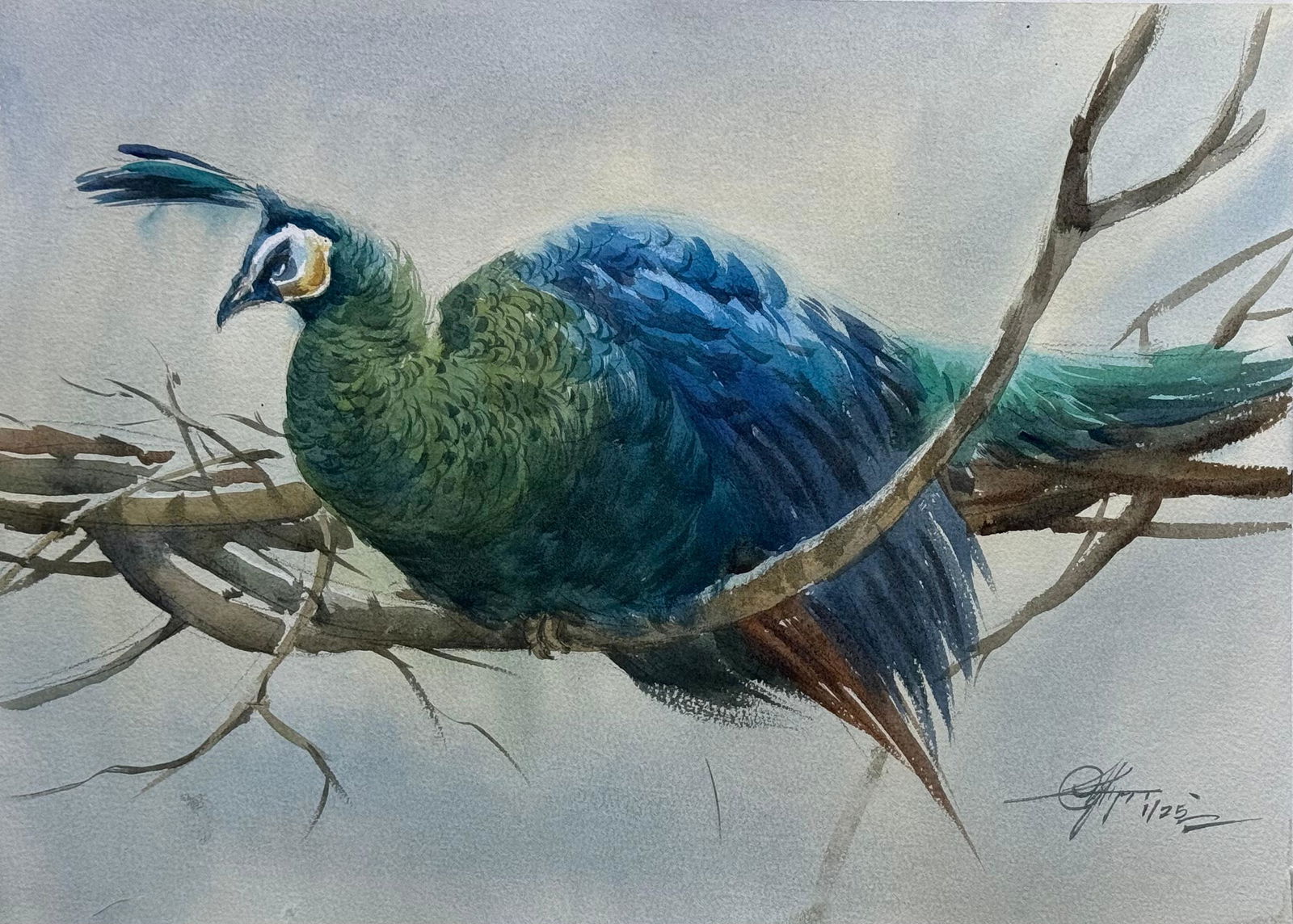 Peacock Beautiful Watercolor Wildlife Painting For Drawing room,Office,House,Size 15x11 inch Image