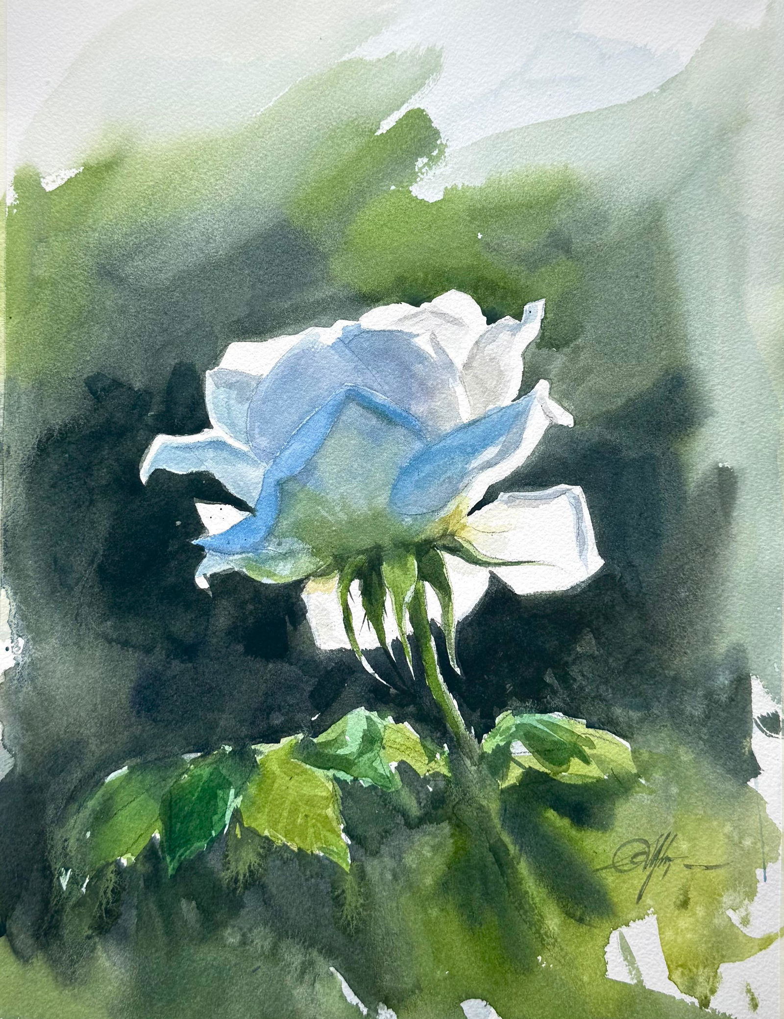 White Rose Beautiful Watercolor Flowers Painting 15x11 inch Image