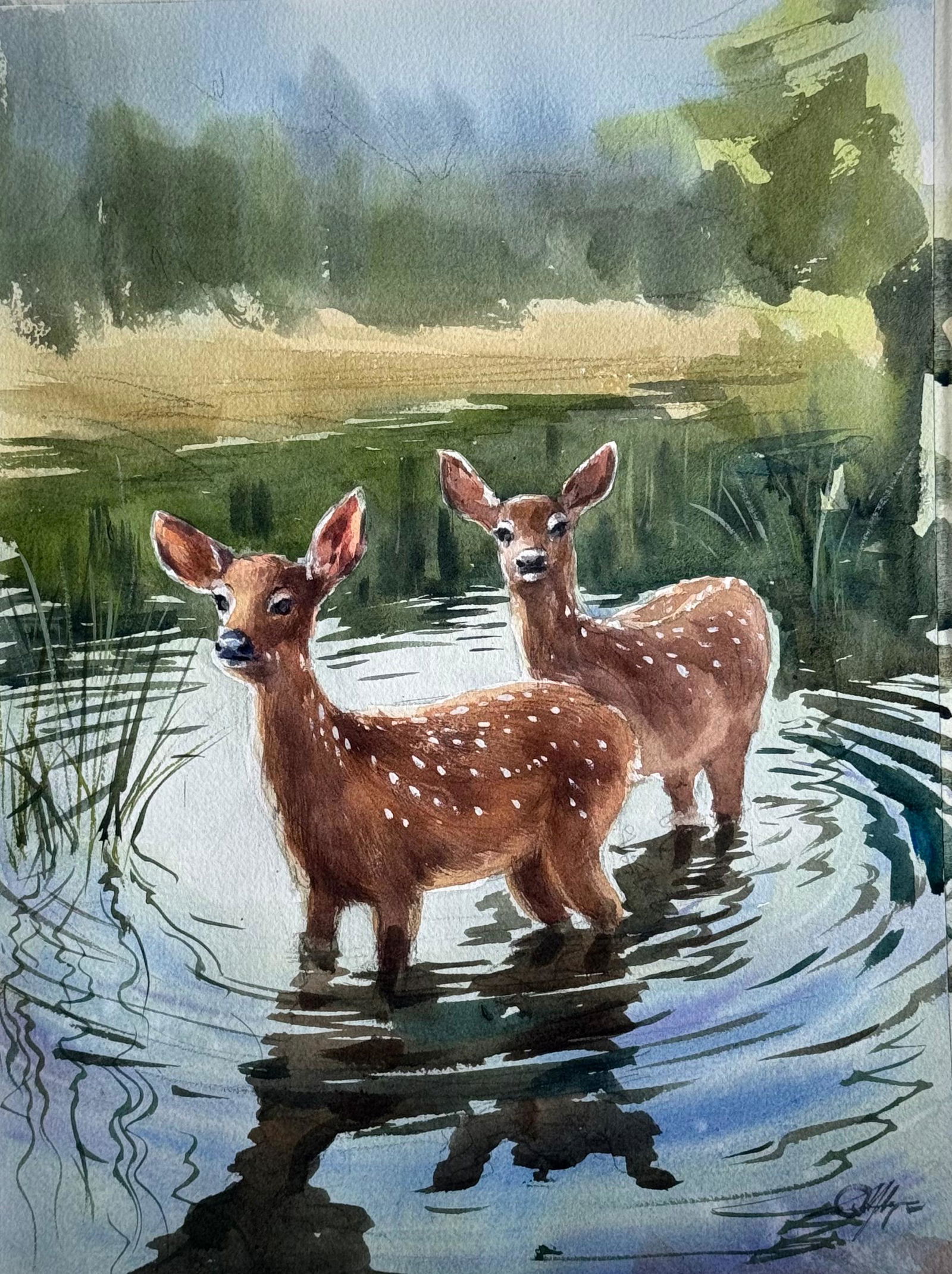 Forest Watercolor Painting A fawn, Baby Deer 15x11 inch Image