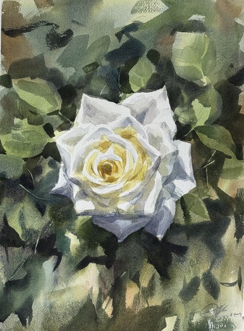 White Rose Watercolor Painting 15x11 inch Image