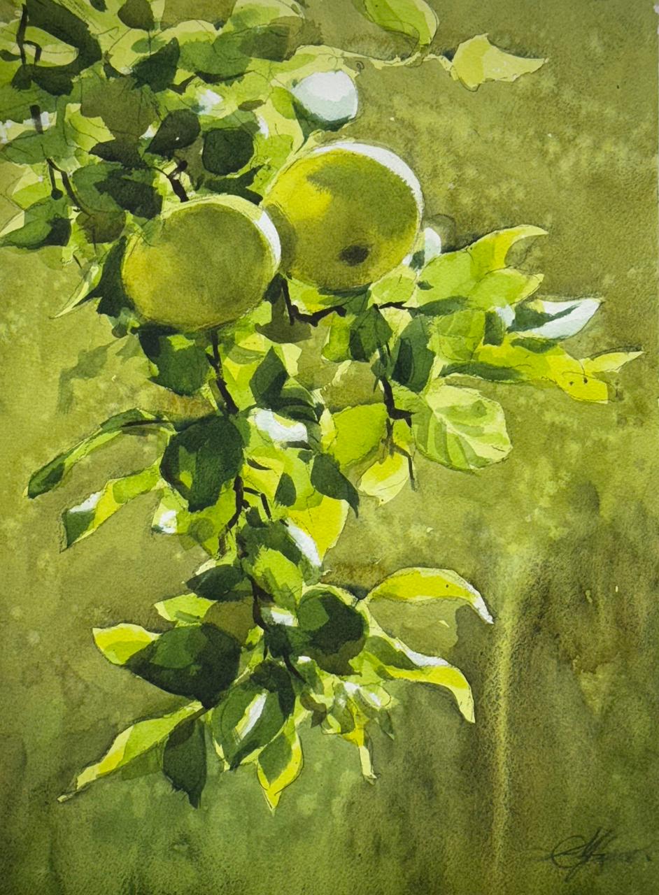Green Apple Watercolor Painting 15x11 inch Image