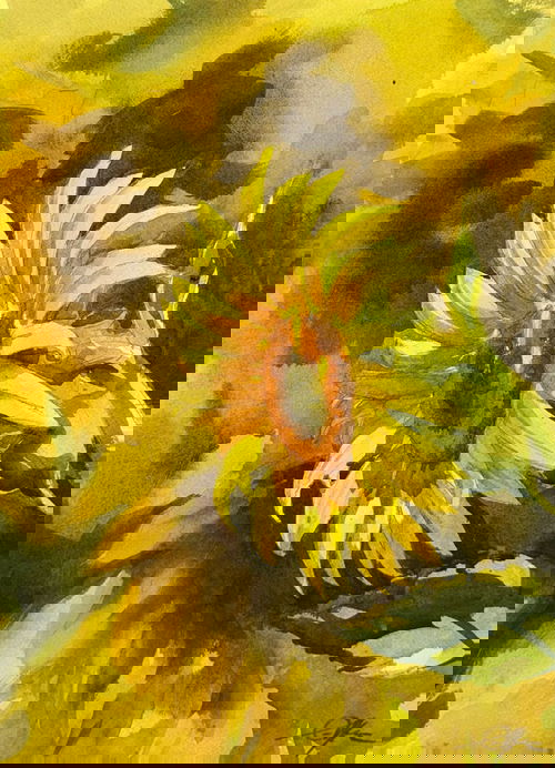 Watercolor Sunflowers 15x11 inch Image