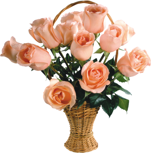 Teenai Rose Flower vibrant and elegant addition Image