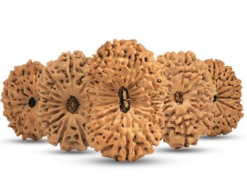 Rudraksha Beads