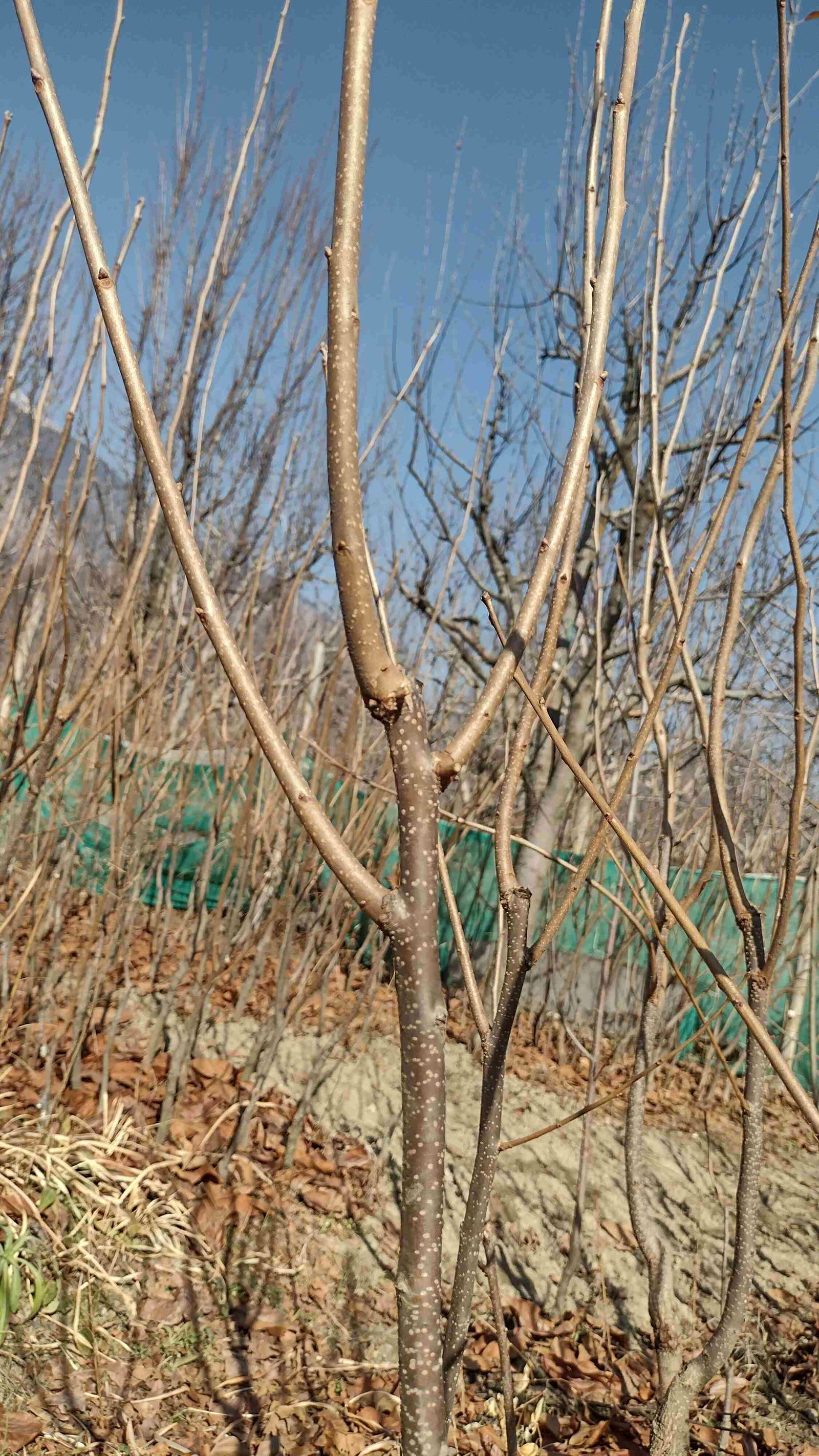 F-3, 2 साल का फुयू पर्सिम्मन /जापानी पौधा  Image 