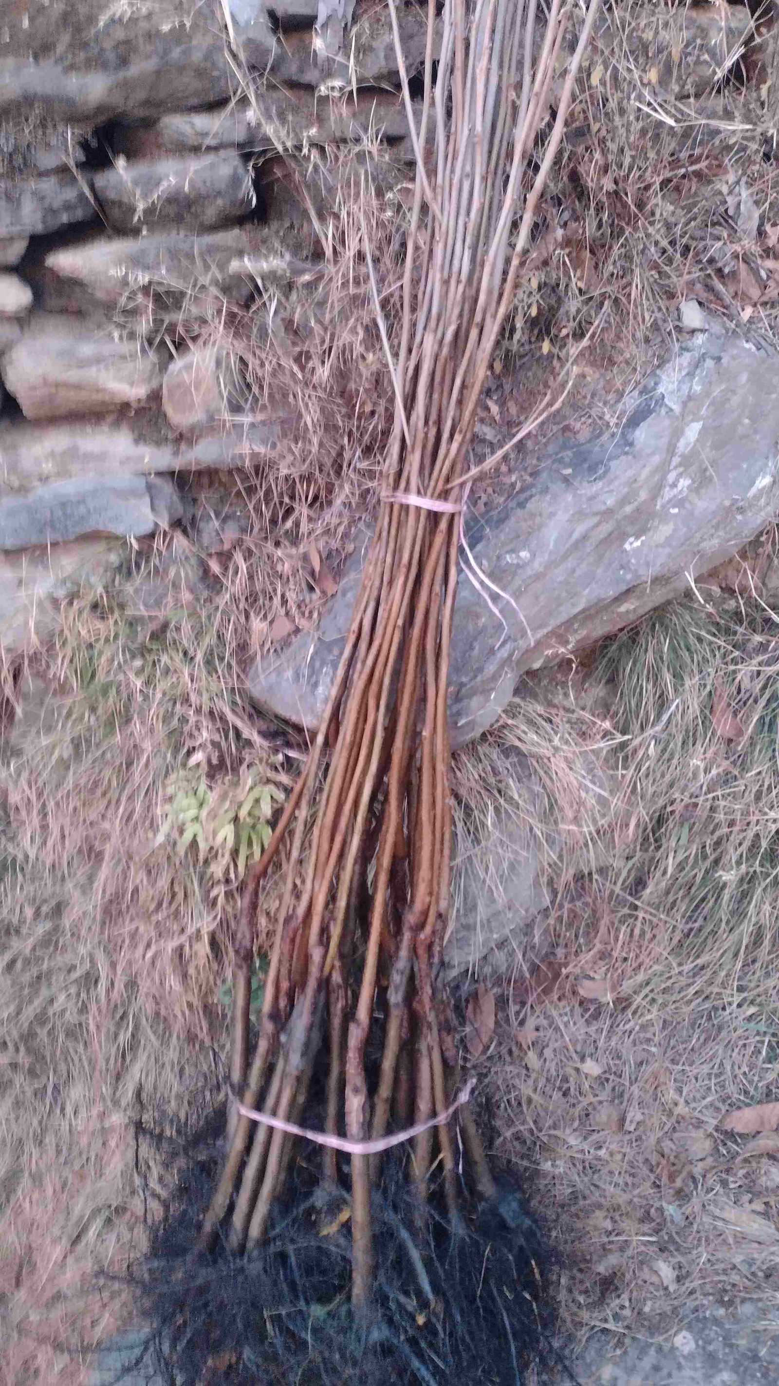 G-5, 1 साल का फुयू पर्सिम्मन /जापानी पौधा  Image 
