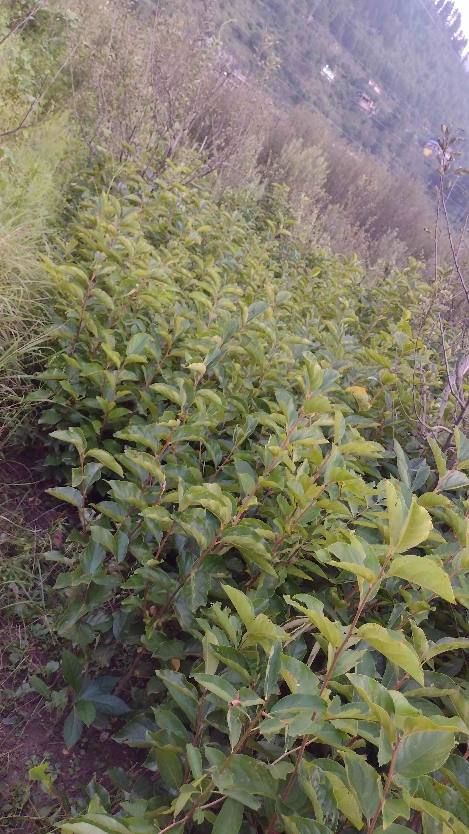 G-2, 1 साल का फुयू पर्सिम्मन /जापानी पौधा  Image 