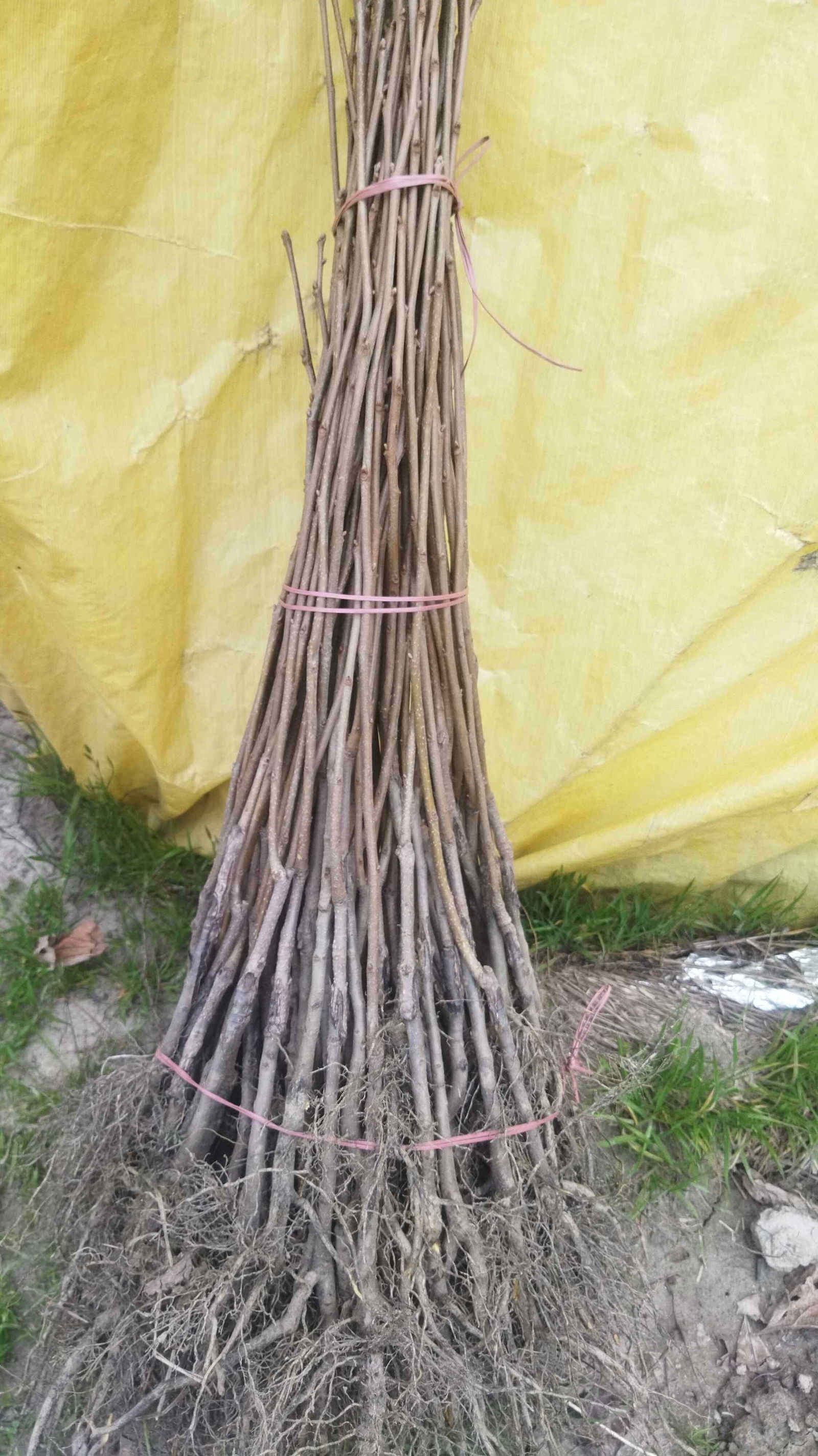 G-2, 1 साल का फुयू पर्सिम्मन /जापानी पौधा  Image 