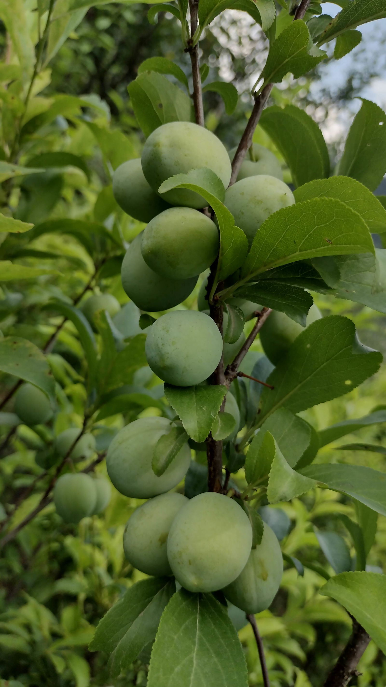 Plum Santarosa Image 