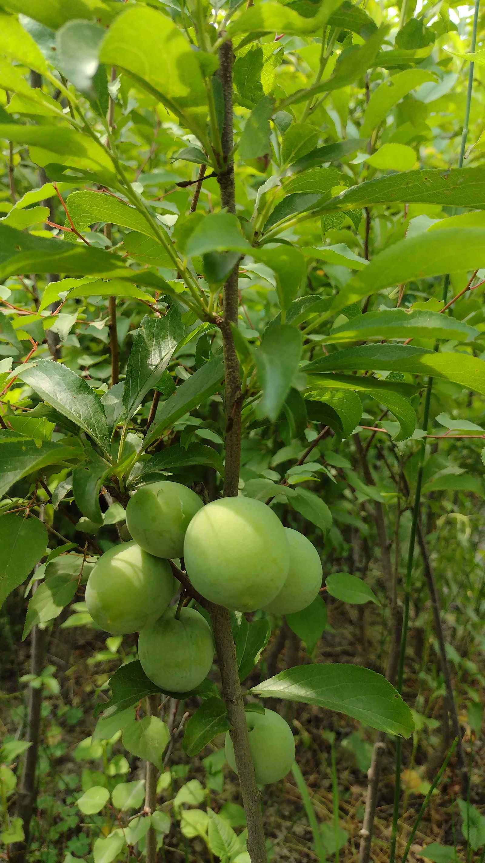 Plum Santarosa Image 