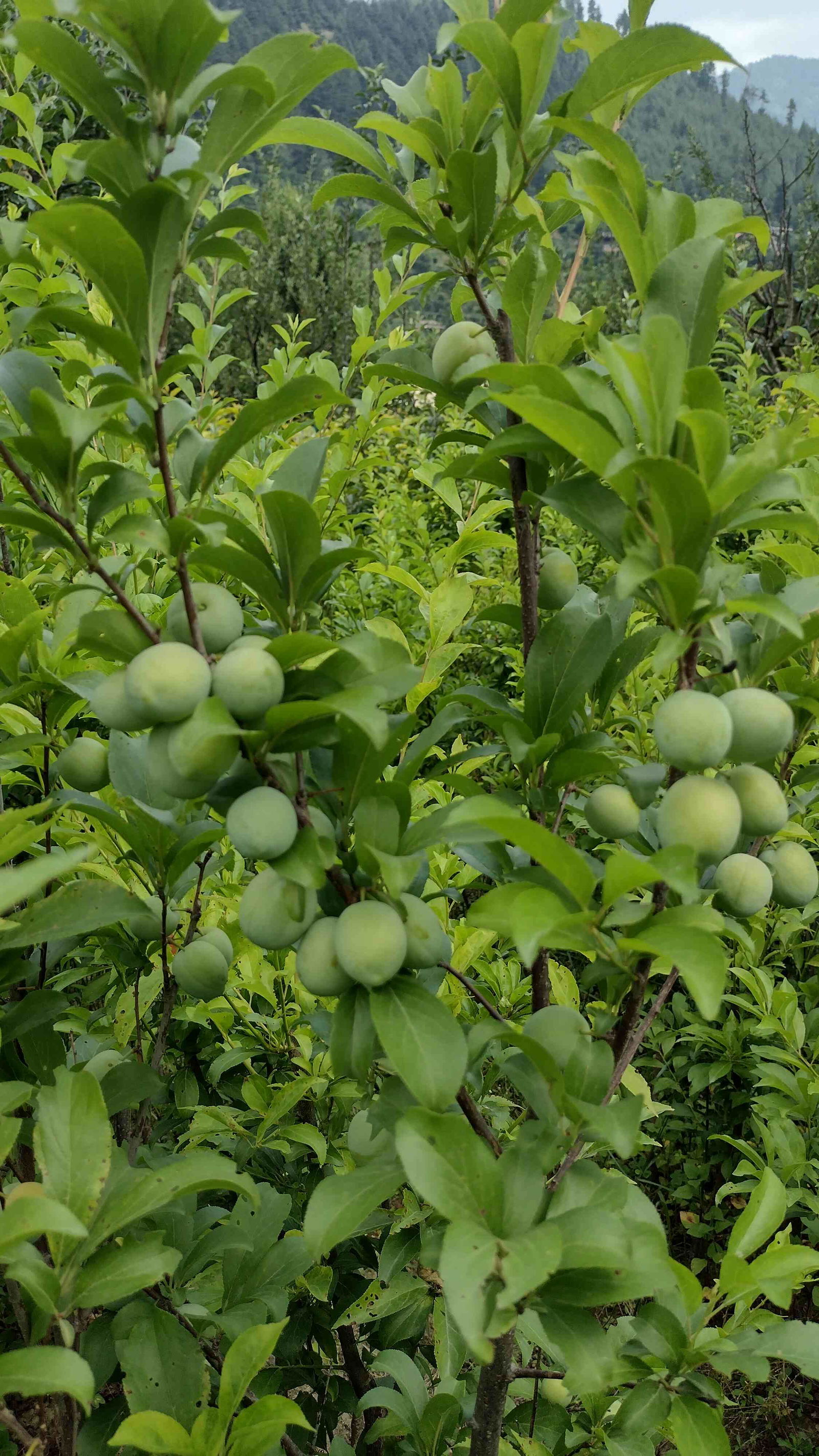 Plum Santarosa Image 