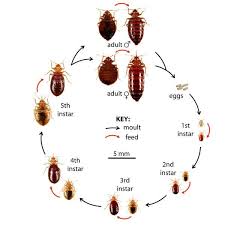 Bed bugs treatment Mumbai 